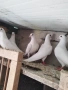 Пощенски, снимка 2