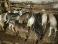 Свободни ярета от 15кг до 23кг 10 броя 8 евро кг, снимка 3