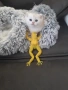Много Красиво Котенце .Момченце като Меченце, снимка 6