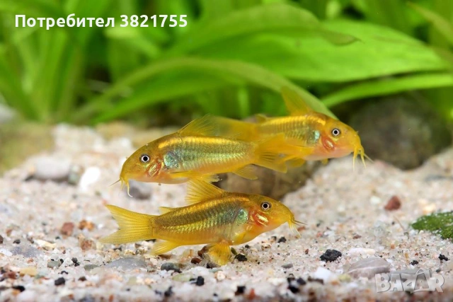 Сомче, сомче corydoras gold laser, gold stripe, снимка 8 - Рибки - 55245469
