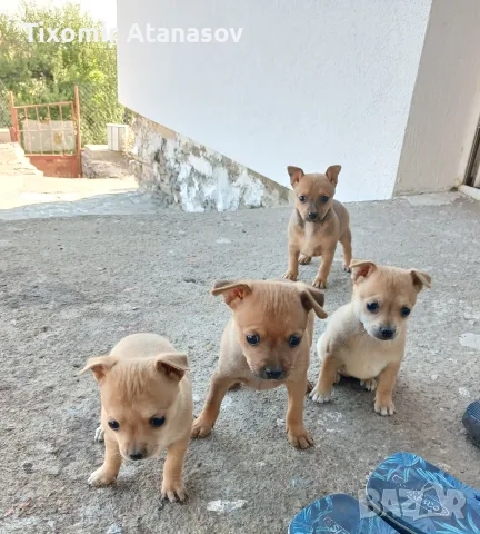 Пинчер         ., снимка 7 - Пинчер - 55669826