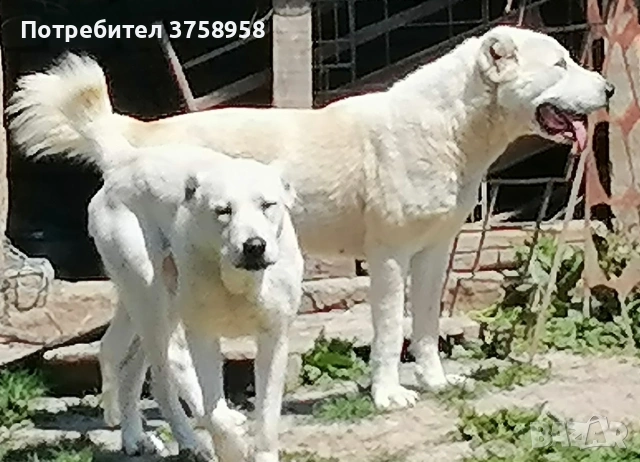 продавам женски алабаи 