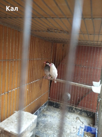 Оризарки, снимка 3 - Амадини - 54579968