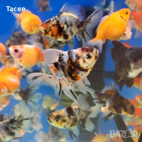 Оранда калико 7-8см