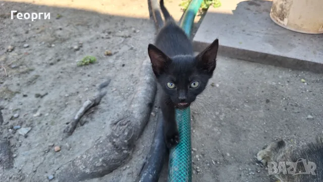 Подарявам котенца, снимка 5 - За котки - 55484335