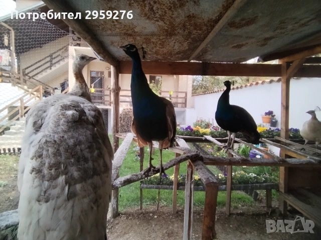 Продавам 5 броя пауни , снимка 3 - други­ - 54446519