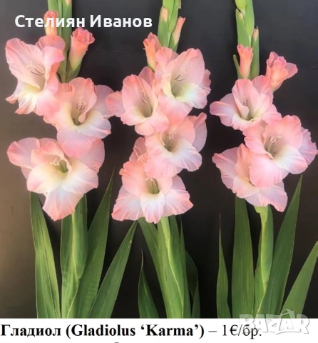 Гладиол (Gladiolus ‘Karma’) - грудки