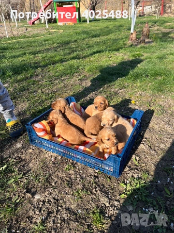 Кокери, снимка 3 - Кокер шпаньол - 54181563