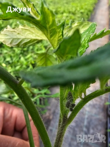 Разсад домати , снимка 2 - Разсади - 54163916