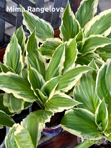 Пъстро листа хоста , снимка 6 - Разсади - 54198477