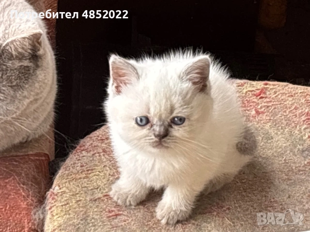 Британски късокосмести котки, снимка 5 - Британска късокосместа - 54838281