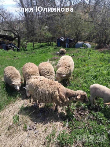 Овце и два коча, снимка 2 - За селскостопански - 54283161
