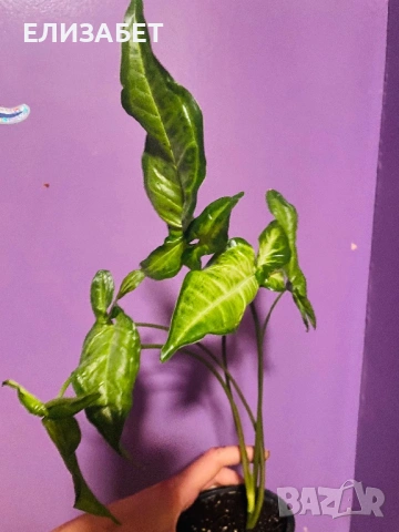 Singonium