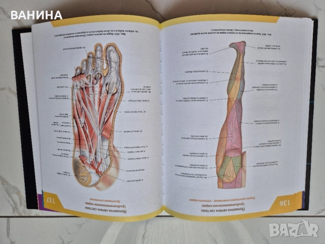НОВИ! КОЛЕКЦИЯ " АТЛАС ПО АНАТОМИЯ НА ЧОВЕКА " Р.Д. СИНЕЛНИКОВ , снимка 13 - Здраве, медицина и спорт - 55137759