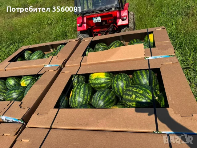 Продаваме диня на едро - сорт: РОМАНЗА ; тел. 0878744855, снимка 8 - Други услуги - 55390564