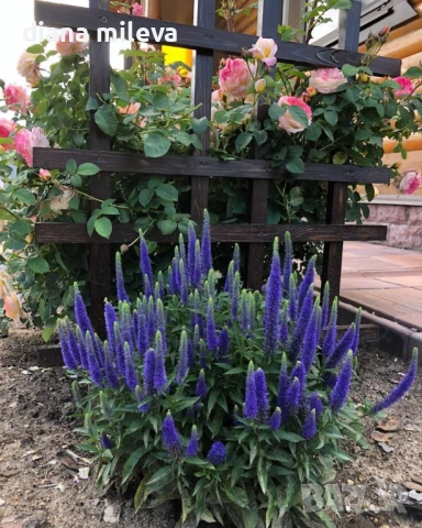 Вероника, Veronica spicata anniversary blue, снимка 4 - Градински цветя и растения - 54092358