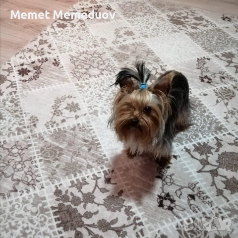 Йорки последното момченце за мераклии, снимка 7 - Йоркширски териер - 54056265