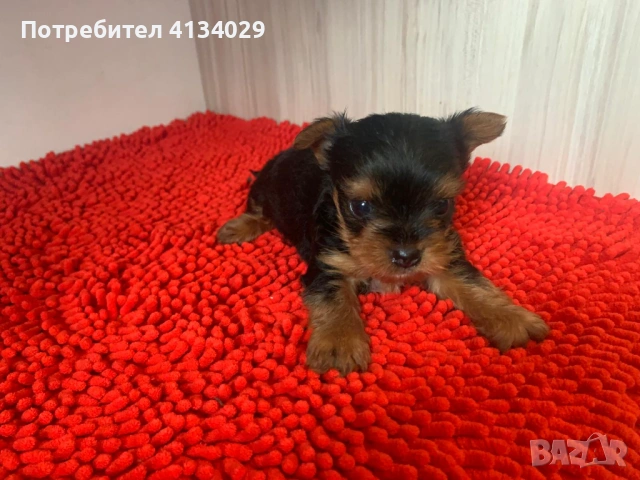 Мини и стандартни Йорки мъжки 35 дни и Супер мини Йорки мъжки 1,5 кг на две години, снимка 4 - Йоркширски териер - 53228272