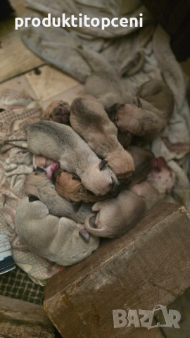 Малки питбули с pedigree , снимка 2 - Питбул - 54051468