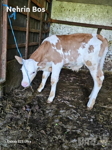 2 teleta ebno misko edno jensko, снимка 4 - Крави - 54773704