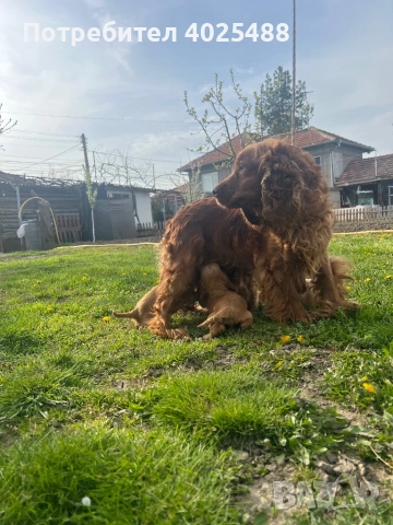 Кокери, снимка 2 - Кокер шпаньол - 54181563