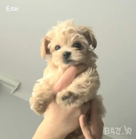 Малтипу/той пудел