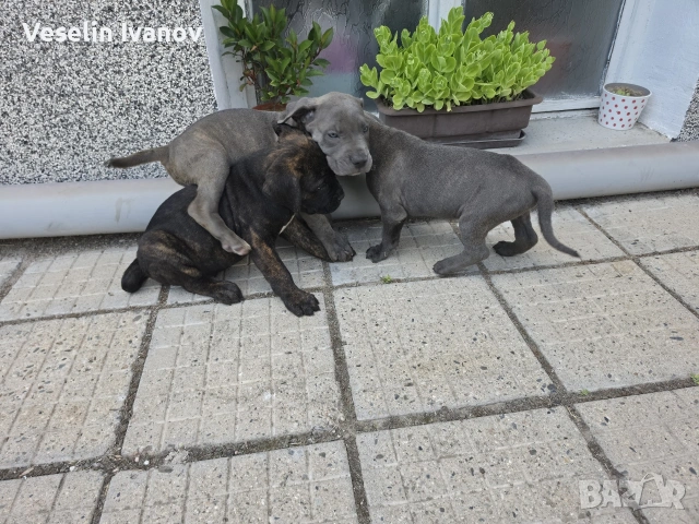 Кучета Кане Корсо, снимка 8 - Кане корсо - 55154310