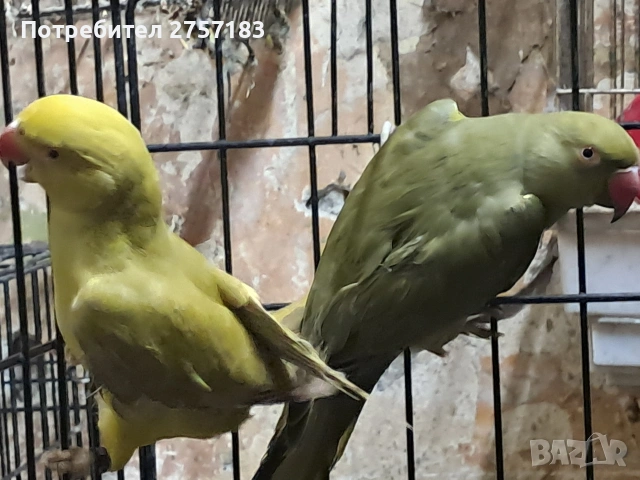 продавам папагали малак александар , снимка 5 - Папагали - 54573874