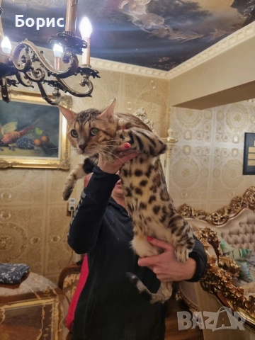 Бенгалска котка 