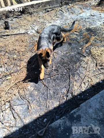 Чисто кръвна Немска овчарка на 4 месеца женска , снимка 3 - Немска овчарка - 54319285