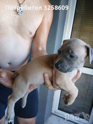 🐶 Продавам красиви Американски Питбул кученца - 8 броя, 2 месеца, снимка 12 - Питбул - 55679299