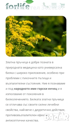 ,Златна пръчица,, снимка 2 - Градински цветя и растения - 55074974