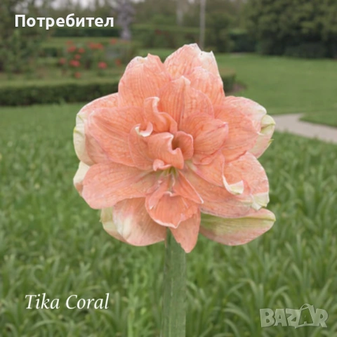 Амарилис Amarylis Tika Collection, снимка 2 - Стайни растения - 54575418