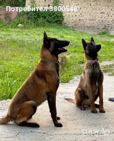 Белгийски овчарки 