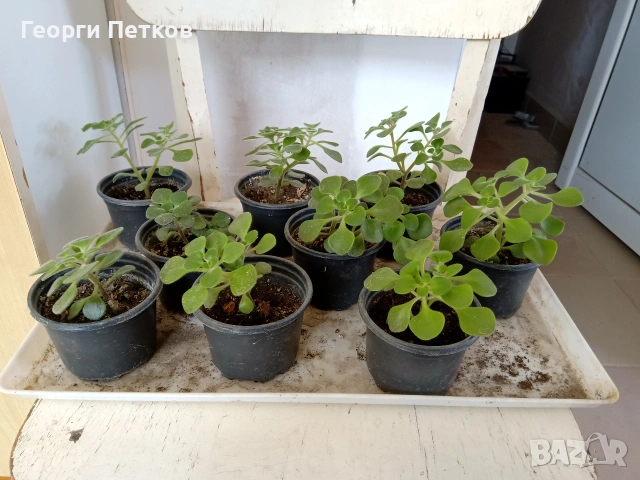 Дървото на Парите (Айхризон), с височина около 10 см. , снимка 3 - Стайни растения - 55074912
