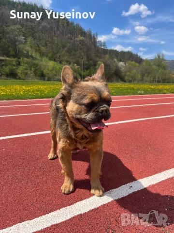 Мъжки френски булдог за разплод, снимка 7 - Френски булдог - 54304209