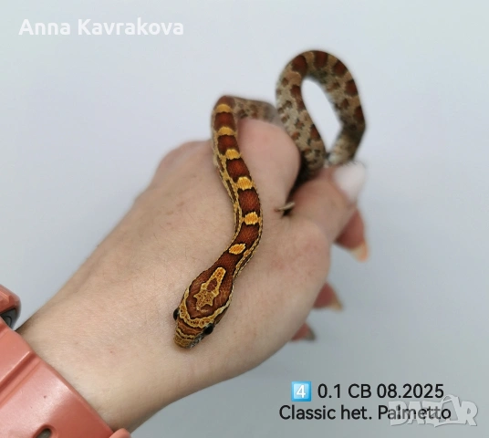 Царевични смоци /царевичен смок , снимка 10 - Змии - 54011711