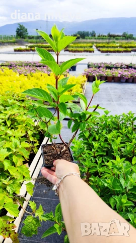 Хортензия паникулата Пинки Уинки, Hydrangea paniculata Pinky Winky, снимка 8 - Градински цветя и растения - 54722812
