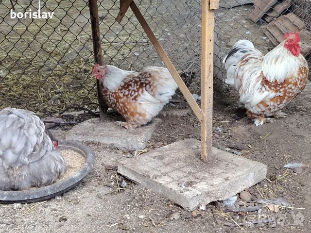 продавам яйца за лупене от мини кохин, снимка 4 - други­ - 55307297
