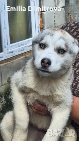 продавам Сибирски Хъскита и Аляски маламут на 3 месеца , снимка 6 - Хъски - 54155197