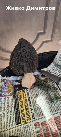 Продавам култивирани гъби Смръчкула 