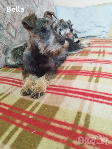 Мини шнауцер 