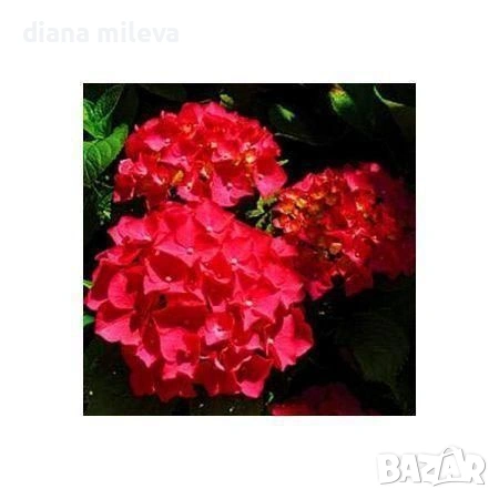 Хортензия Червен Барон, Hydrangea macr. Red Baron за сянка !!!, снимка 3 - Градински цветя и растения - 54769074