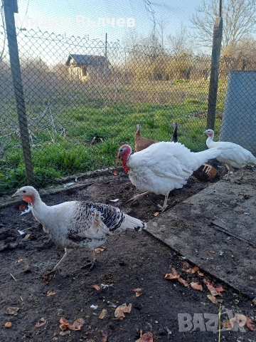 Уплодени пуешки яйца , снимка 2 - Кокошки и пуйки - 53881503