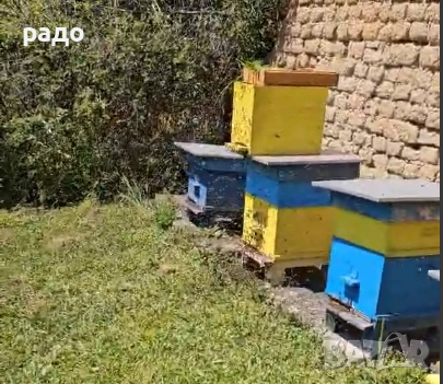 Продавам пчелни отводки на 4 рамки и пчелни семейства с кошерите