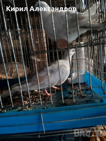 Продавам кускумрийки, снимка 7 - Гълъби - 54781817