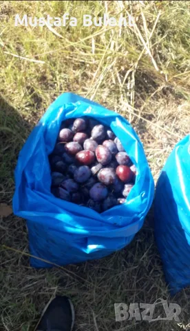 Продвам сини сливи за ракия 0.50€ и за пазара 1.00€, снимка 3 - Други - 55420004