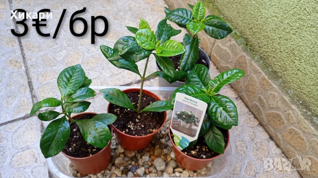Гардения Gardenia Jasminoides, снимка 2 - Градински цветя и растения - 54782564