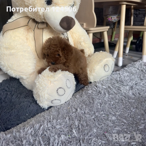 пудел пуделче момиче , снимка 2 - Пудели - 55195479