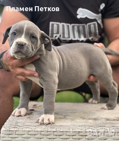 Американско були , снимка 6 - Питбул - 54315310